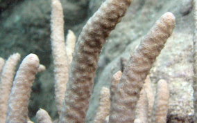 Split Pore Sea Rod - Plexaurella sp.