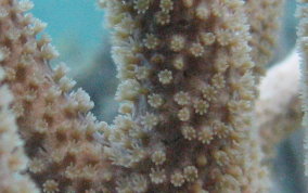 Split Pore Sea Rod - Plexaurella sp.