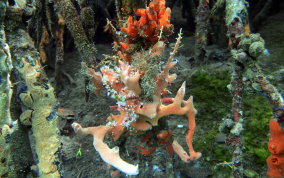 White Telesto - Snowflake Coral - Carijoa riisei