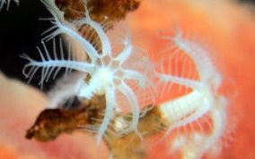 White Telesto - Snowflake Coral - Carijoa riisei