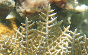 Wide Mesh Sea Fan - Gorgonia mariae 