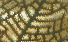 Wide Mesh Sea Fan - Gorgonia mariae 