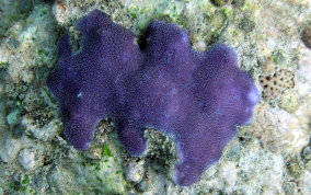 Blue Crust Coral
