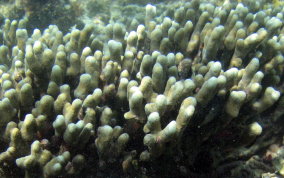 Finger Coral -  Porites porites