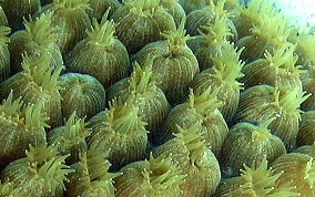 Great Star Coral - Montestrea cavernosa