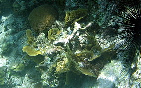 Thin Leaf Lettuce Coral - Agaricia tenuifolia