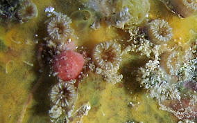 Speckled Cup Coral