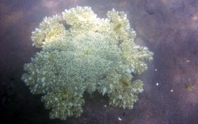 Mangrove Upsidedown Jellyfish - Cassiopea xamachana