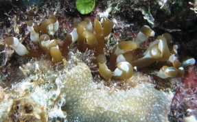 Hidden Anemone - Lebrunia coralligens