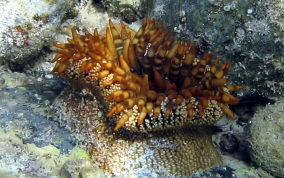 Red Warty Sea Anemone - Bunodosoma granulifera 