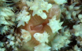 St. Thomas False Coral Corallomorph - Discosoma sanctithomae