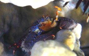Banded Blue Porcelain Crab - Petrolisthes caribensis