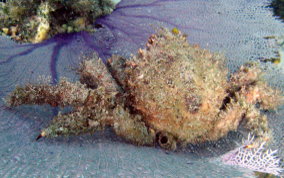 Hairy Clinging Crab - Mithrax pilosus