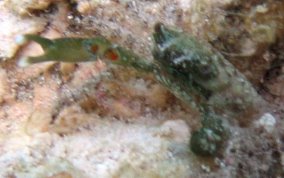 Green Clinging Crab