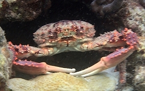 Channel Clinging King Crab   - Mithrax spinosissimus