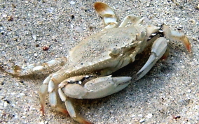 Flatface Swimming Crab - Achelous depressifrons