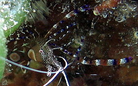 Spotted Cleaner Shrimp - Periclimenes yucatanicus 