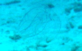 Winged Comb Jelly -  Ocyropsis crystallina 