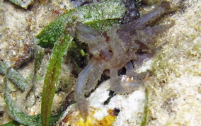 Beaded Sea Cucumber - Euapta lappa