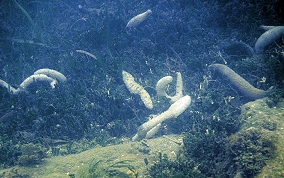 Burrowing Sea Cucumber - Holothuria arenicola