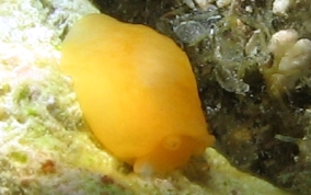 Apricot Sidegill Slug - Berthellina quadridens / Berthellina engeli 