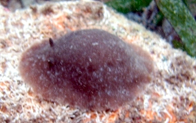 Brown Doris Nudibranch - Discodoris evelinea