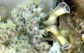 Lettuce Sea Slug - Tridachia crispata