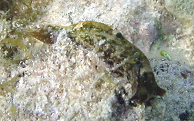Mysterious Headshield Slug - Navanax aenigmaticus