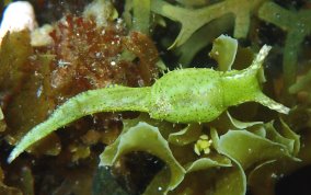 Reticulated Sea Slug - Oxynoe antillarum