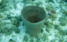 
Bell Sponge
 - Ircinia campana