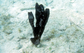 Flat Black Paddle Sponge