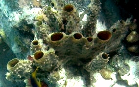Branching Vase Sponge - Callyspongia aculeata
