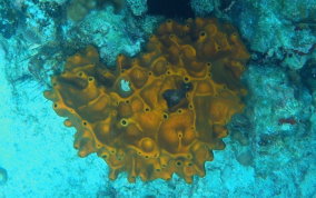 Octopus Sponge - Ectyoplasia ferox  