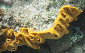 Octopus Sponge - Ectyoplasia ferox (?)