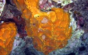 Octopus Sponge - Ectyoplasia ferox 