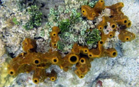 Octopus Sponge - Ectyoplasia ferox  (?)