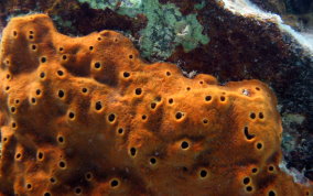 Octopus Sponge - Ectyoplasia ferox