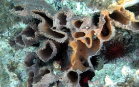 Rippled Branching Vase Sponge - Callyspongia aculeata
