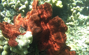 Scattered Pore Sponges - Amphimedon compressa