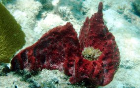 Scattered Pore Sponges - Amphimedon compressa