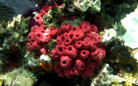 Shallow Water Strawberry Sponge -  Igernella notabilis 