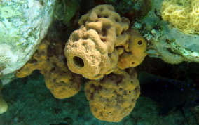 Yellow Tube Sponge  - Aplysina fistularis