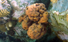 Yellow Tube Sponge  - Aplysina fistularis