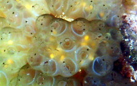 Button Mangrove tunicate - Eudistoma olivaceum - USVI Caribbean