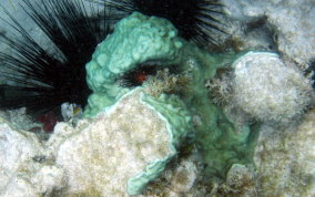 Overgrowing Mat tunicate