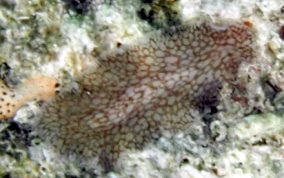 Netted Flatworm - Pseudoceros texarus
