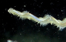 Polychaete Swimming Worm