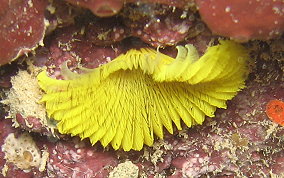 Yellow Fanworm - Notaulax occidentalis