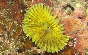 Yellow Fanworm - Notaulax occidentalis