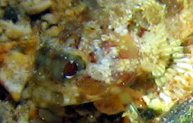 Puffcheek Blenny - Gobioclinus bucciferus